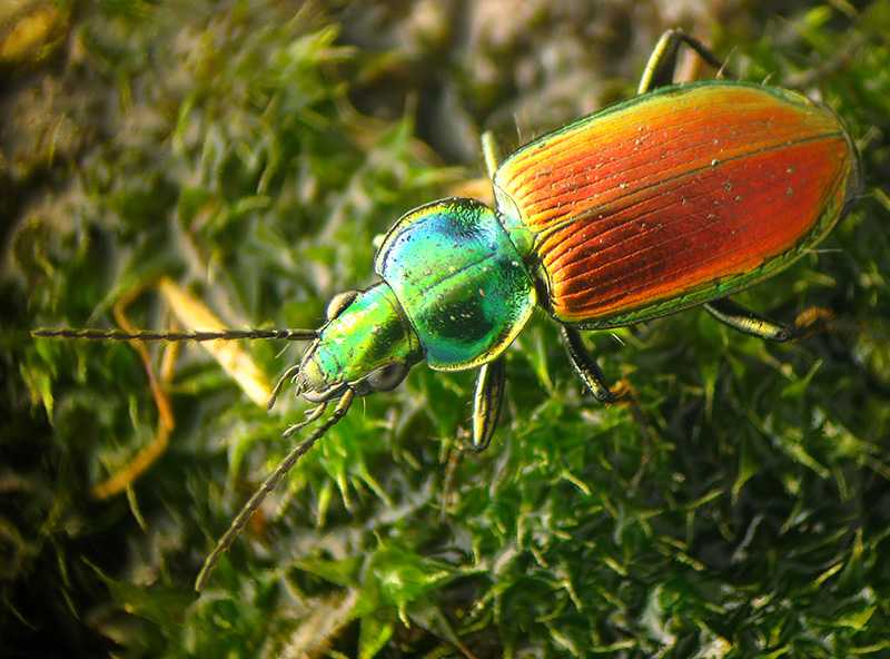 Carabidae: Agonum sexpunctatum? S.